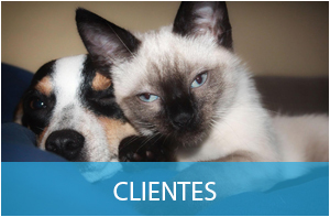 Imagem com um gato e cahorro juntos